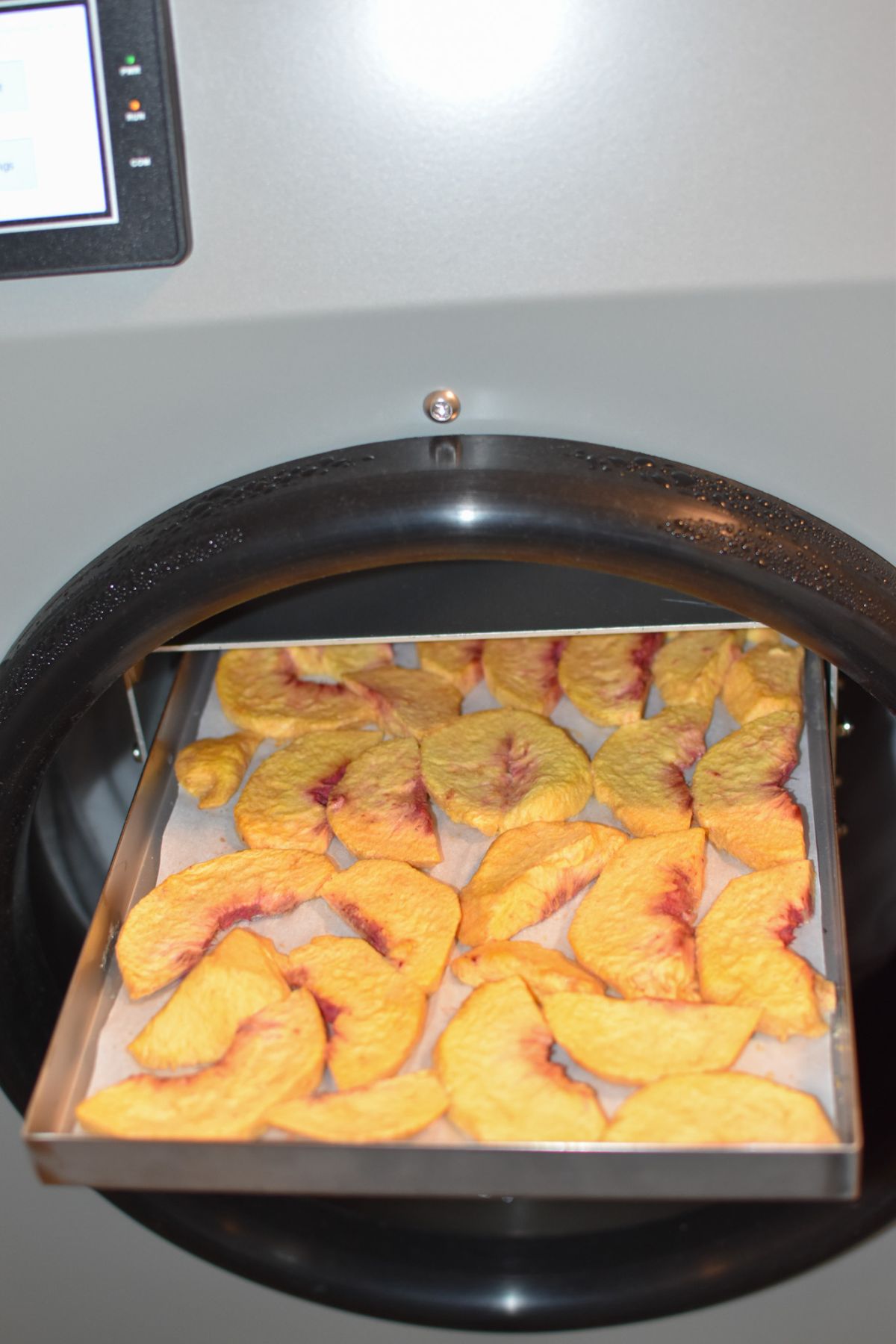 A tray of freeze dried peaches coming out a freeze dryer.