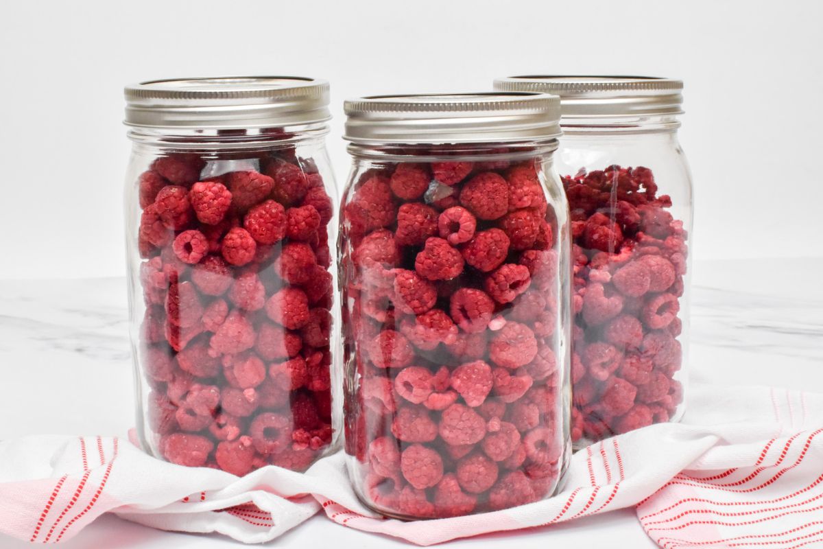 Three jars of freeze dried raspberries on a white and red kitchen towel.