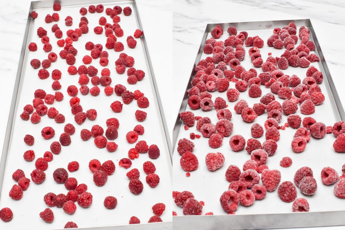 One metal freeze dryer tray with fresh raspberries on it and another tray with frozen raspberries on it.