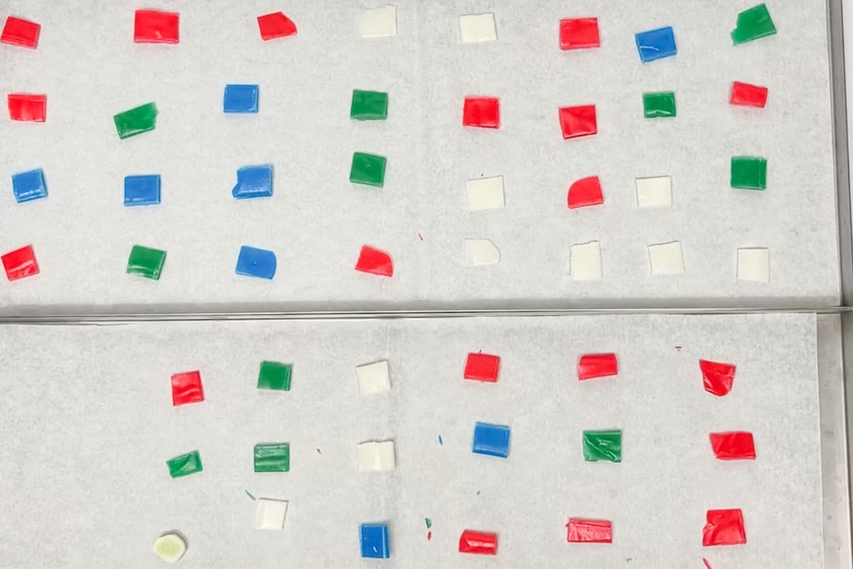 Small square pieces of Airheads on parchment paper lined freeze dryer trays.